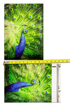 10x13" Peacock and Parrots Combo Pack, Quality Bird Designer Mailer Shipping Bag - ShipNFun