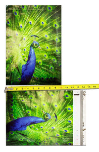 10x13" Peacock and Parrots Combo Pack, Quality Bird Designer Mailer Shipping Bag - ShipNFun